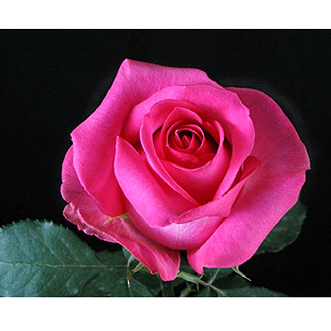 Cecilia Of The Pink Roses [1918] - mondomaster