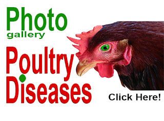 AVIAN PATHOLOGY ATLAS DOWNLOAD AVIAN PATHOLOGY ATLAS DOWNLOAD