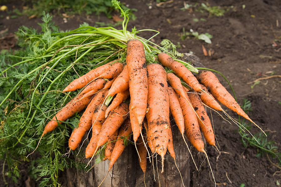 CARROT FARMING FREE TRAINING EBOOK