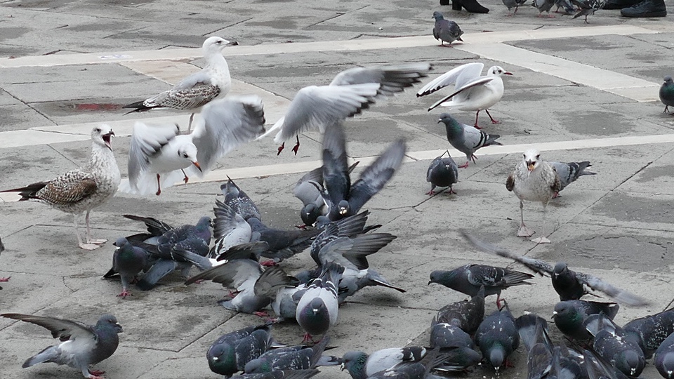 Nouveaux Aturins Venise La Aussi La Nature C Est Hostile Et Malveillant