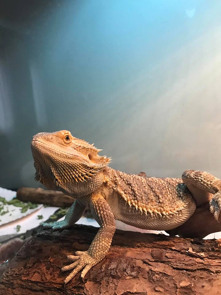 beardeddragon-crustyeyes-2.jpg