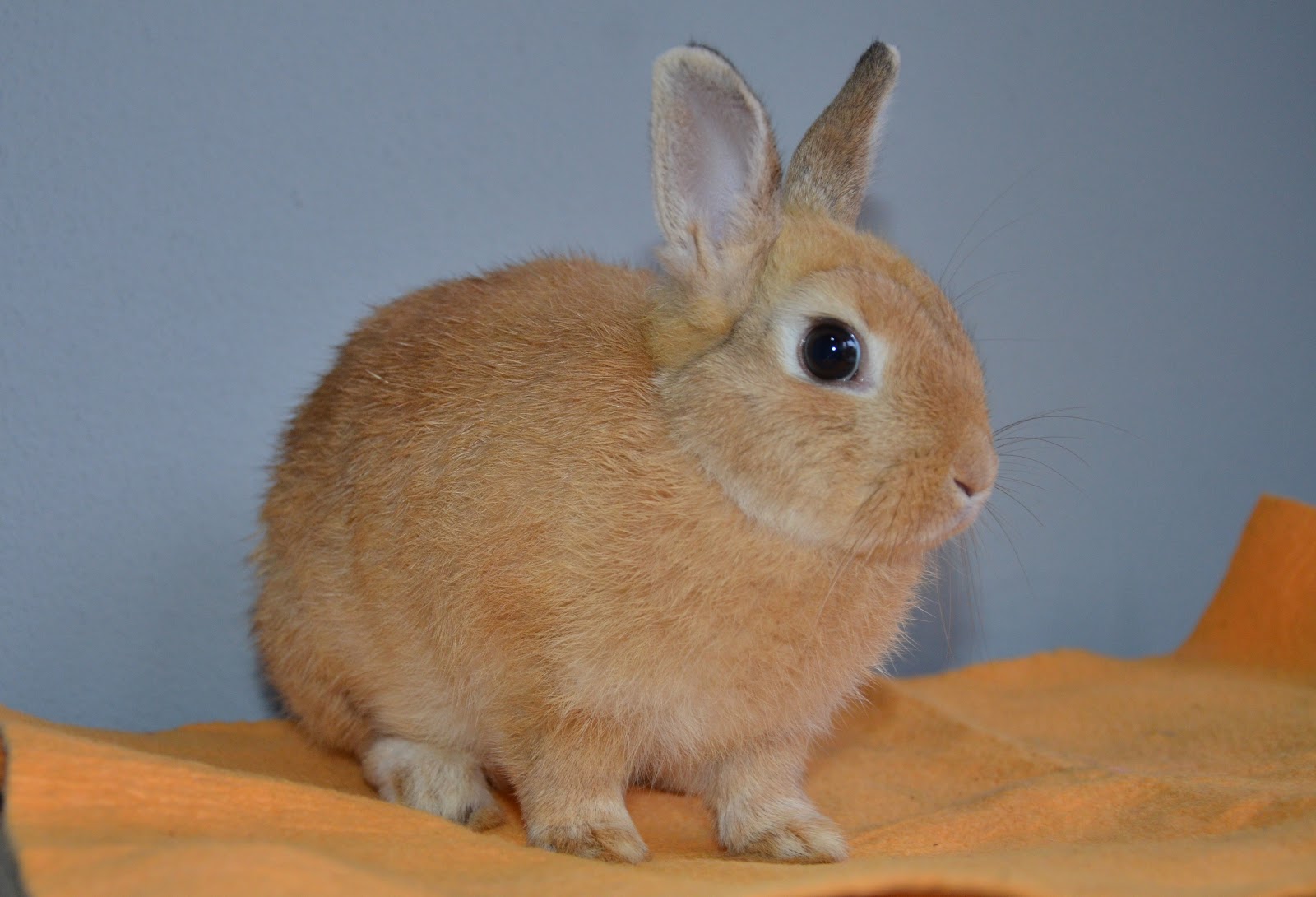 Rabbit Territory Orange Netherland Dwarf