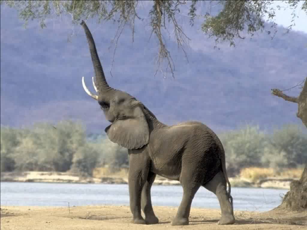 elephant with bow tie