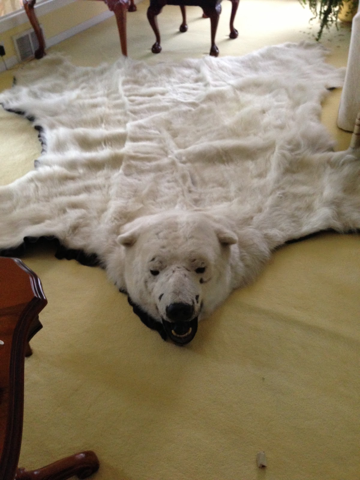 Baffin Island Polar Bear Rug for Sale Polar Bear Rug with Head for Sale