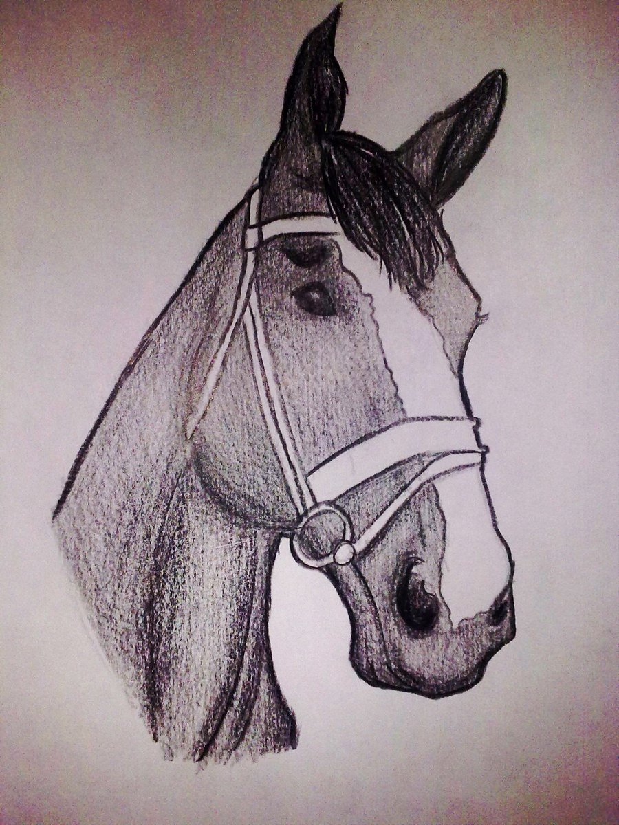 HD Animals Wallpapers Horse Head Drawings