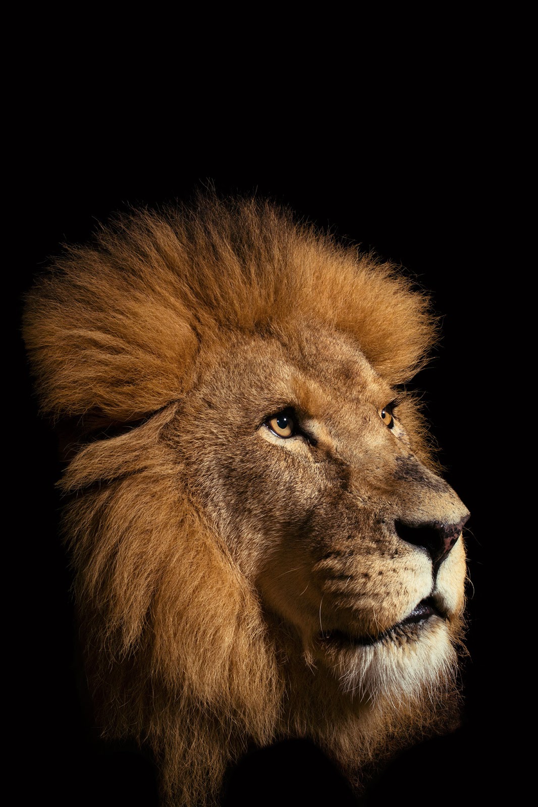 Big Cat Species And Pictures Big Cat Species And Pictures
