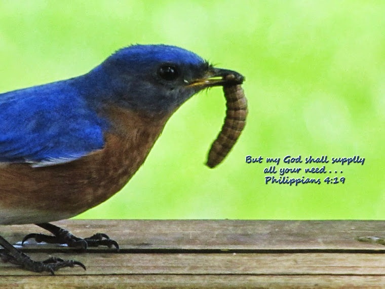 Bluebird with Grub - Phil. 4:19
