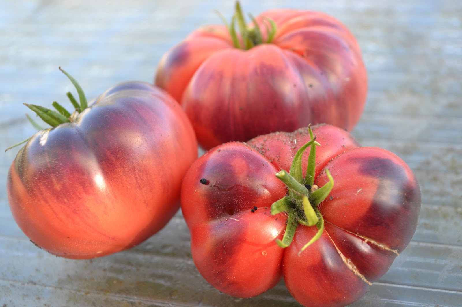 blue Tom Indigo blue beauty schwarze dicke Fleischtomate | Tomaten ...