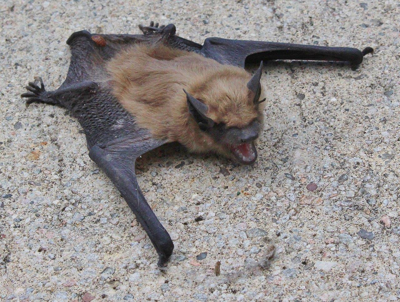 Sarah Lynn's Nature's Splendor Photos Little Brown Bat