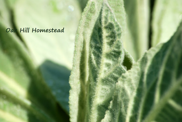 Woolly mullein leaves are soft and fuzzy. You can see the little hairs on these leaves.