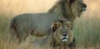 http://www.hollywoodreporter.com/news/cecil-lion-last-photo-he-811838?facebook_20150729
