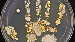 Microorganismos en tus manos