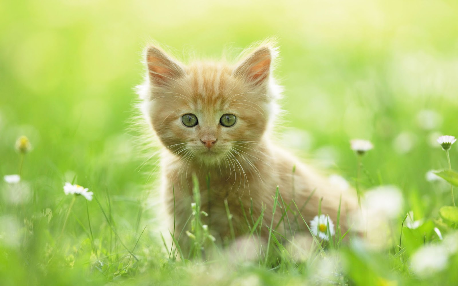 Cute Kittens | Hd Wallpapers (High Definition) | Free Background