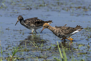 Kampfläufer Ochsenmoor Naturfotografie Nikon Olaf Kerber