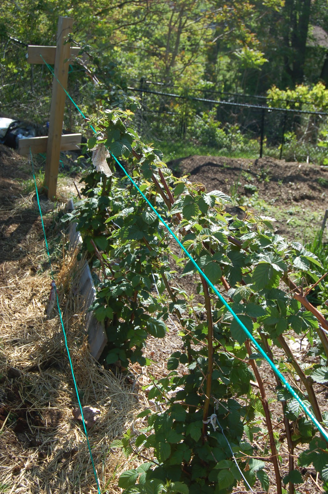 Midwestern Garden Semi Erect Blackberry Plants w Trellis