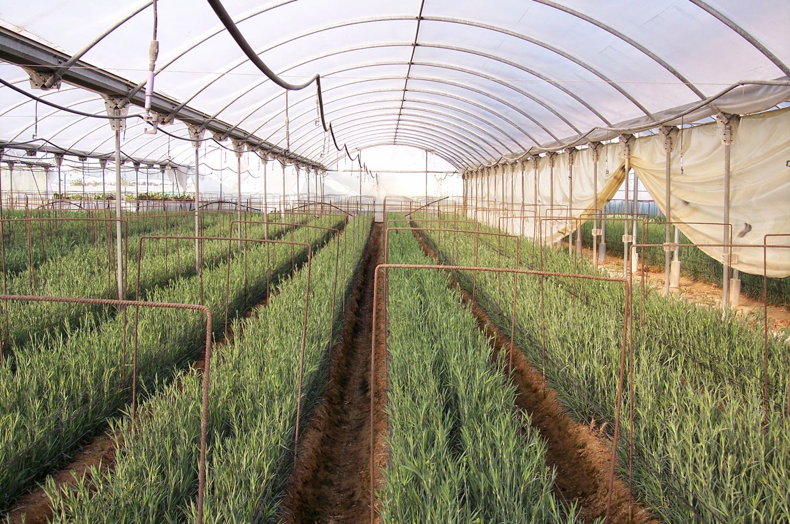 ¡Un positivo!: Actividad 3º ESO CCSS: Comentario de Paisaje Agrario