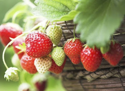Consejos para cultivar fresas