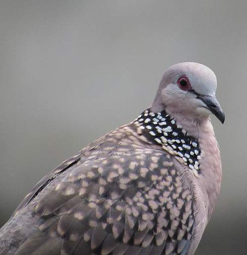 Eastern spotted dove Birds of India Bird World