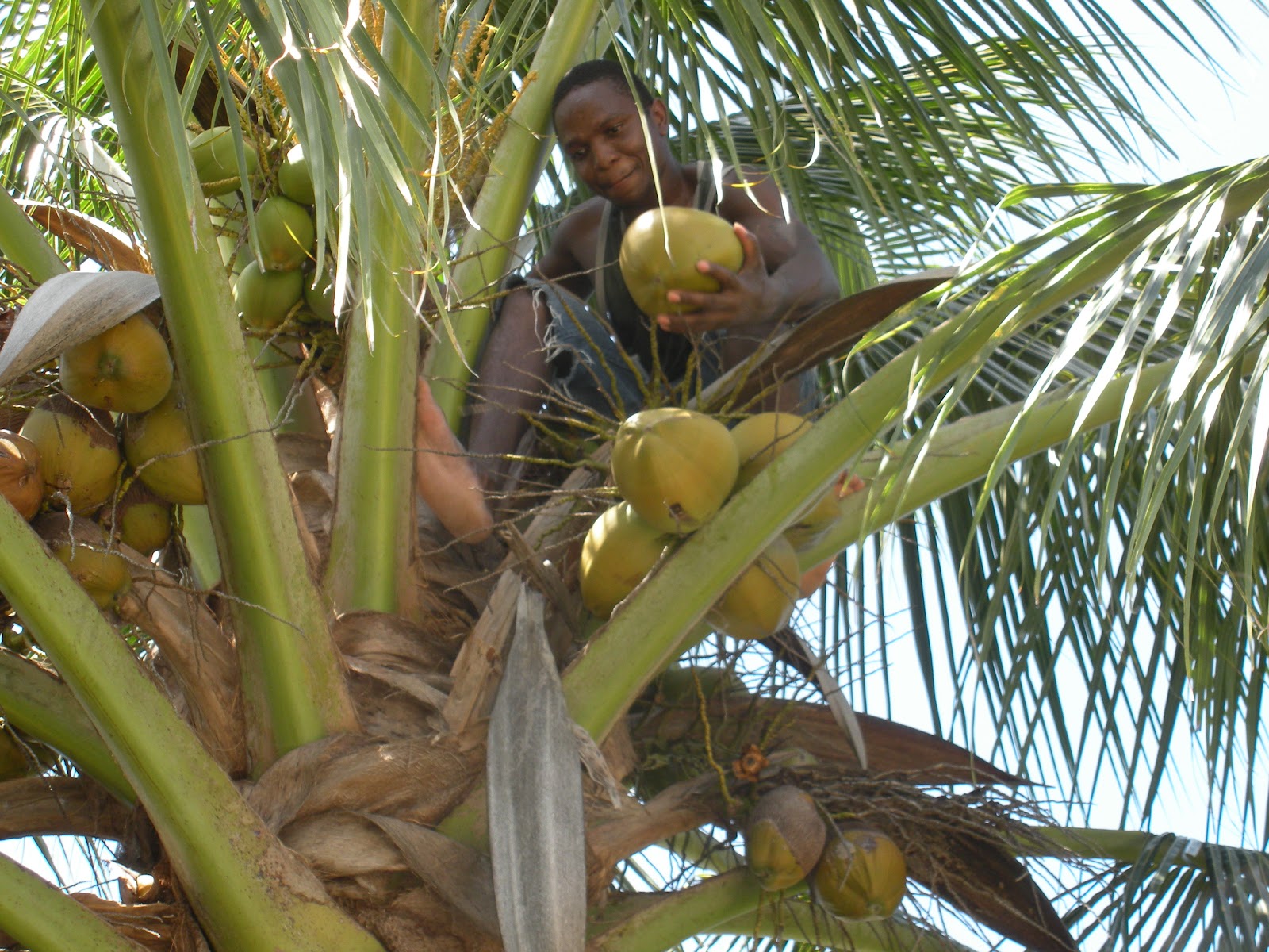 Sweet Sugar Rush Coconut Drops Am I really Jamaican