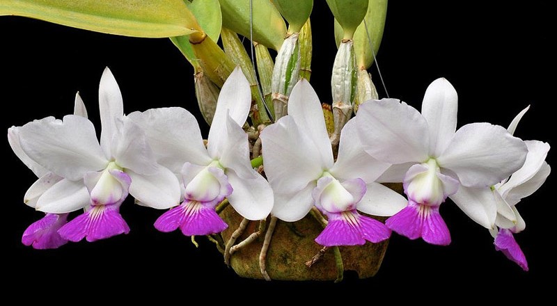 Cattleya walkeriana | Orquidário UEL