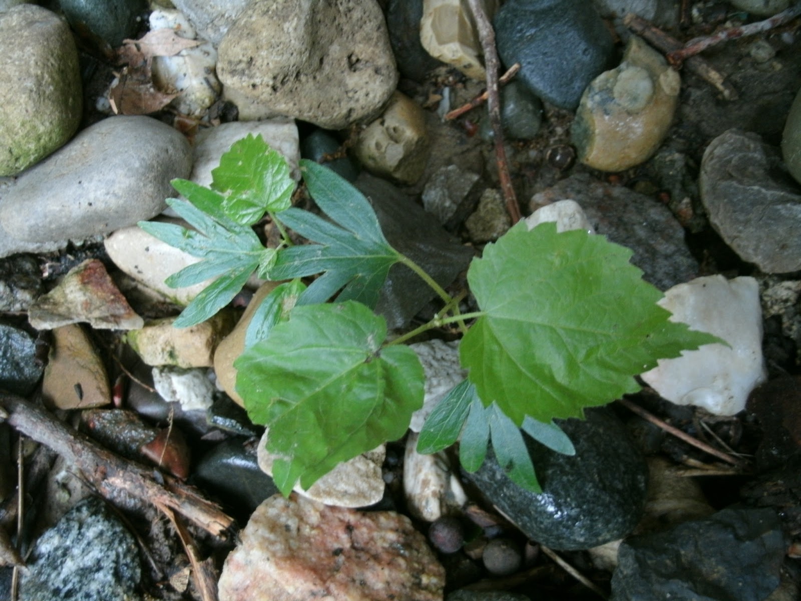 Lafayette Reporter Basswood seedling