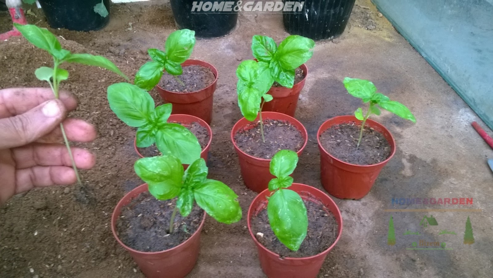How to Grow Basil Growing Organic Vegetables