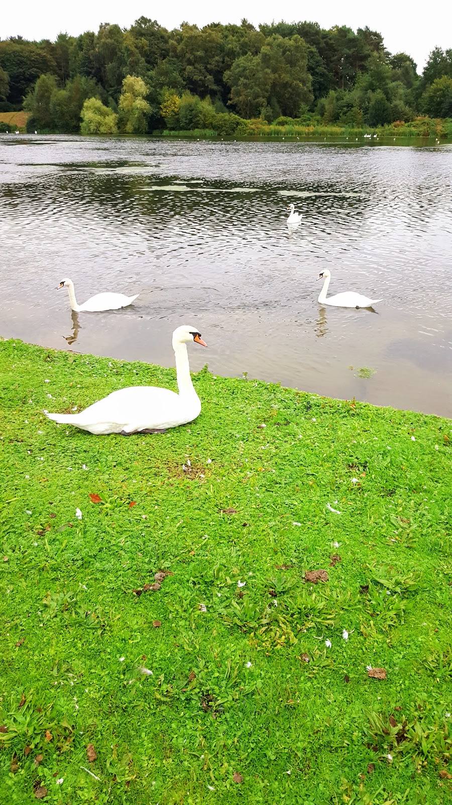 Swans