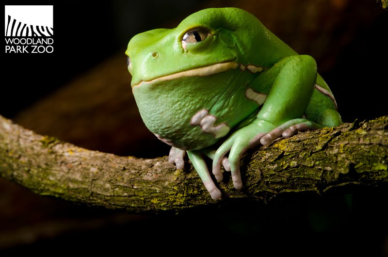 Wonderfully Wild Wednesday Waxy frogs