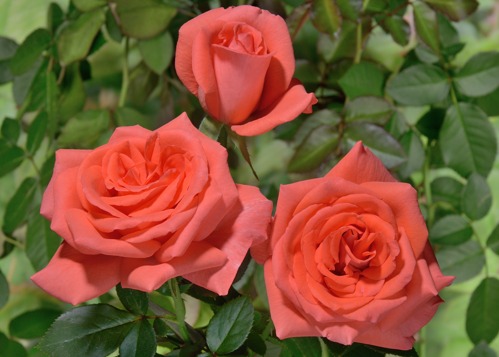 Beauty Star rose сорт розы фото  