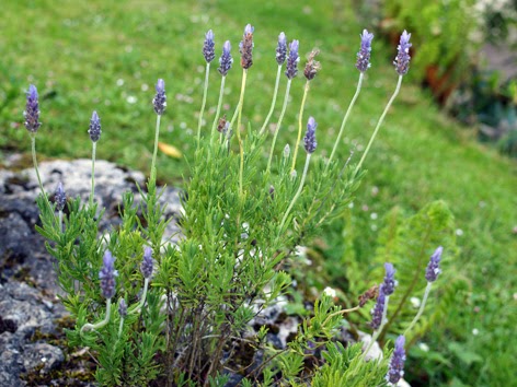 lavanda