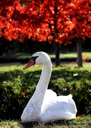 swan trumpeter swans birds flying largest sure looks bird found north mess regal than heaviest magnificent america uploaded user