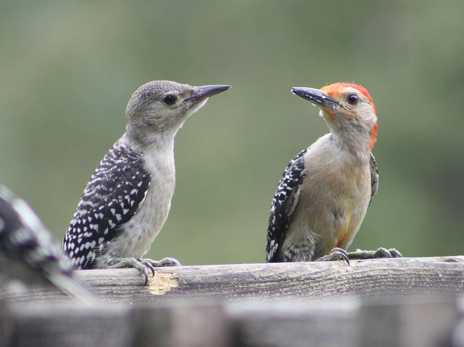 Nature Knitter: Woodpeckers!