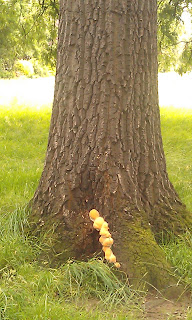 Oak Tree with Fungal Brackets.  Not sure at this stage if it is Sulphur Polypore