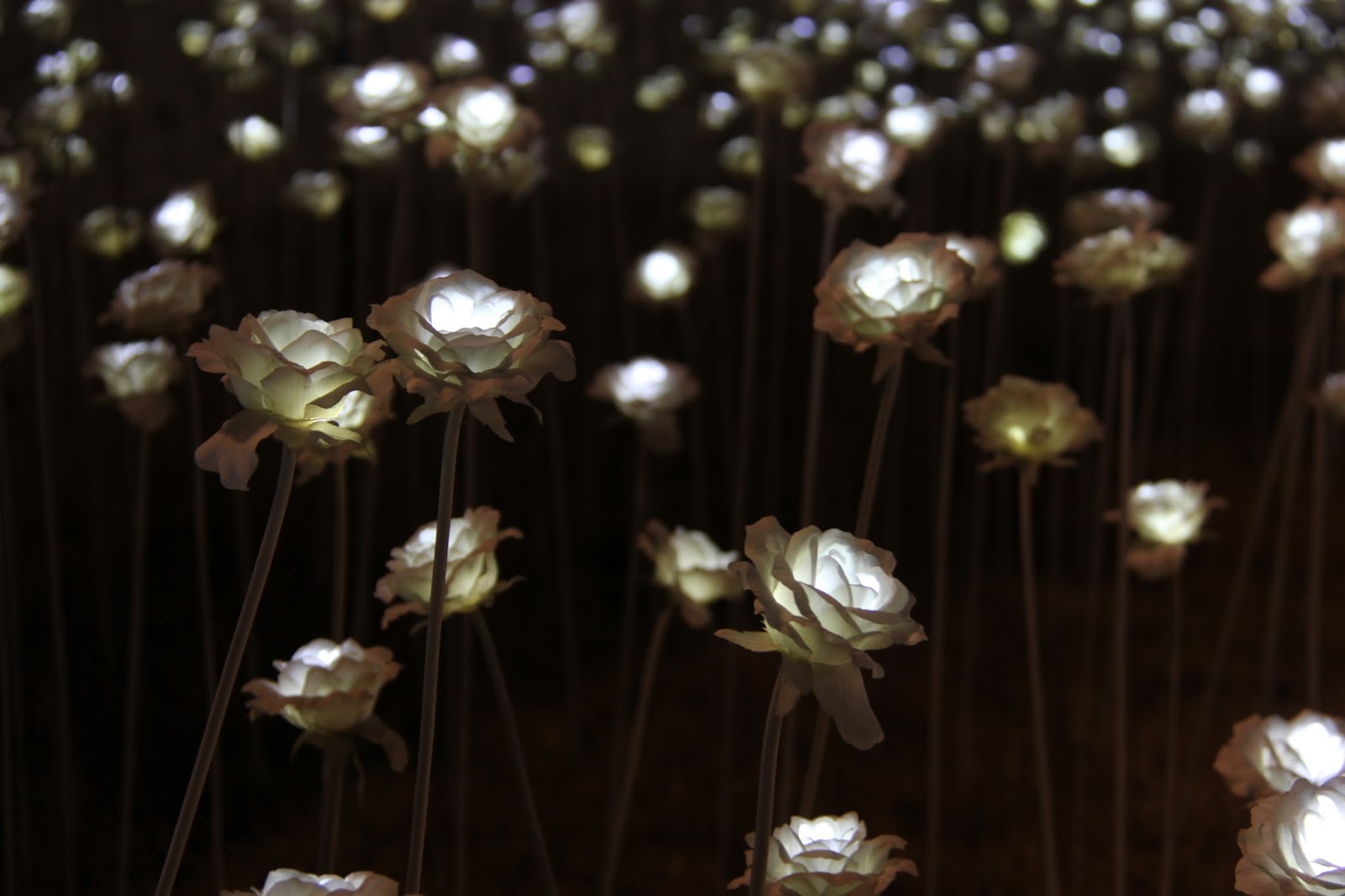 Korea Trip Day 5 (Part 2) N Seoul Tower & LED Rose Garden at