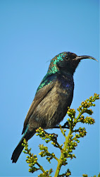 birds bird israel bill palestine