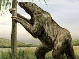 Resultado de imagem para preguiça gigante"