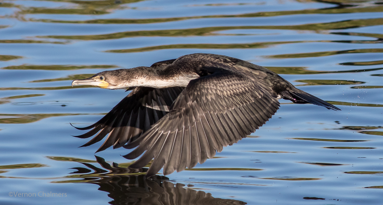 Vernon Chalmers Photography Cormorants in Flight Woodbridge Island