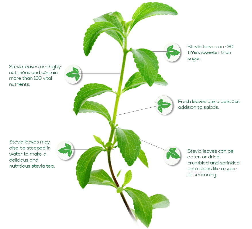 Stevia (Stevia rebaudiana): Pemanis Alami Rendah Kalori, Sahabat Penderita Diabetes dalam Genggaman TOGA