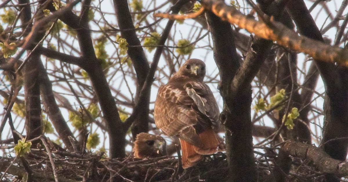 EV Grieve Report First redtailed hawk egg hatches this year in