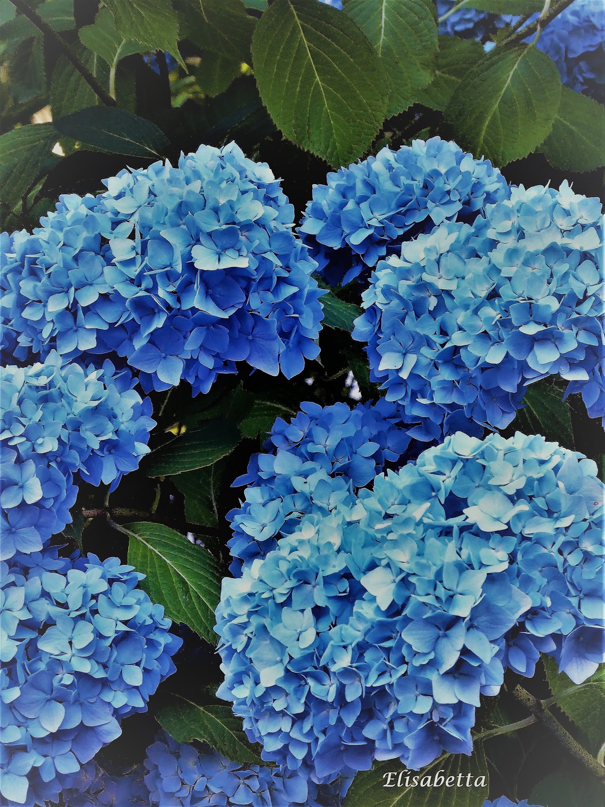 Morgen Ist Alles Anders Die Blaue Hortensie