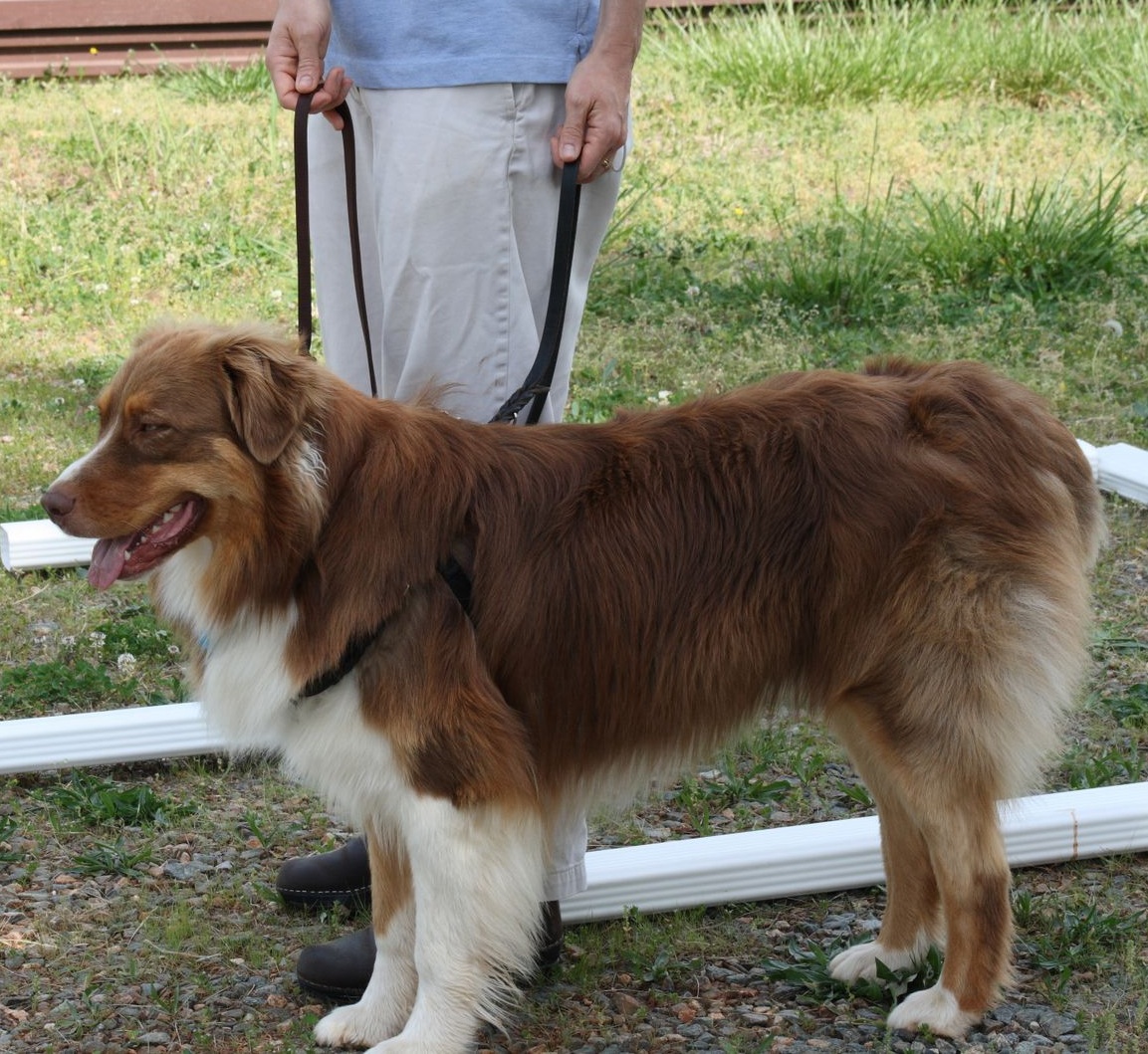 The Life of Royal and Baby Blog Prong collars are a pain in the neck!!