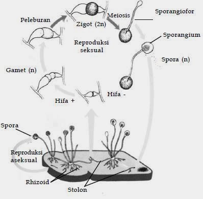 Klasifikasi Jamur  Biologi Indonesia