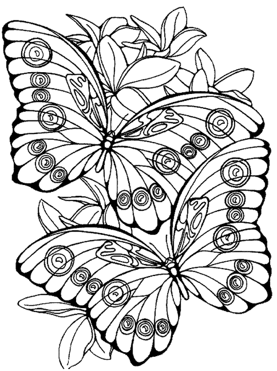 Kids Page: Butterfly Coloring Pages Printable Colouring Pictures for