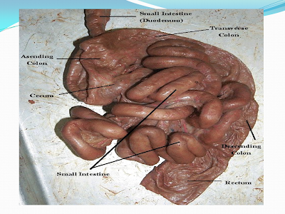Miss Jeffrey's SBI3C: Tuesday, May 1, 2012