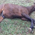 Três cavalos são envenenados e um ferido por disparo de arma de fogo na cidade de Palmas