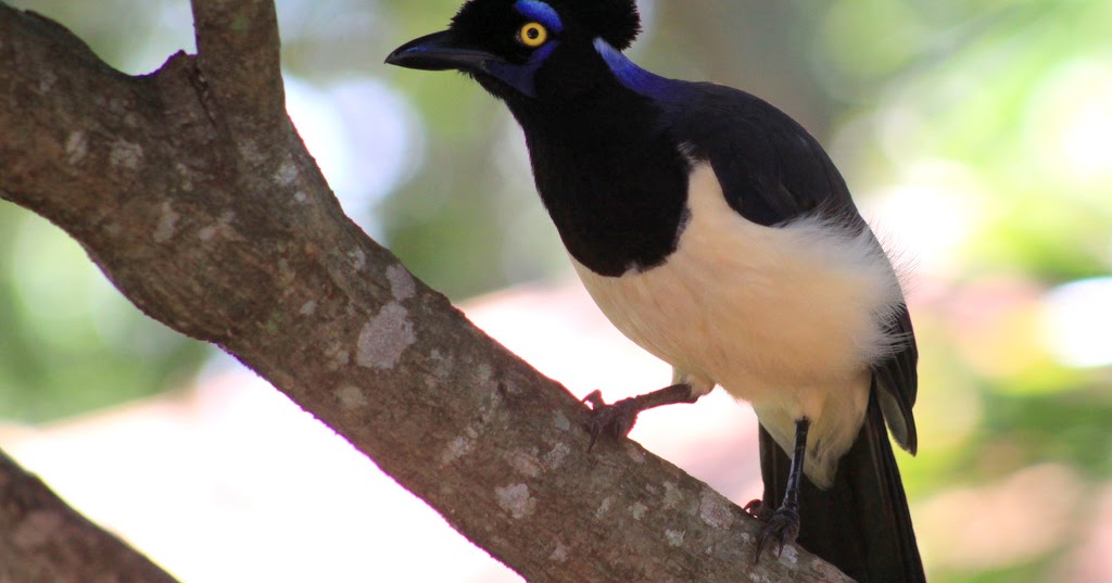 Aves do Pantanal MarceloBugre GRALHAS