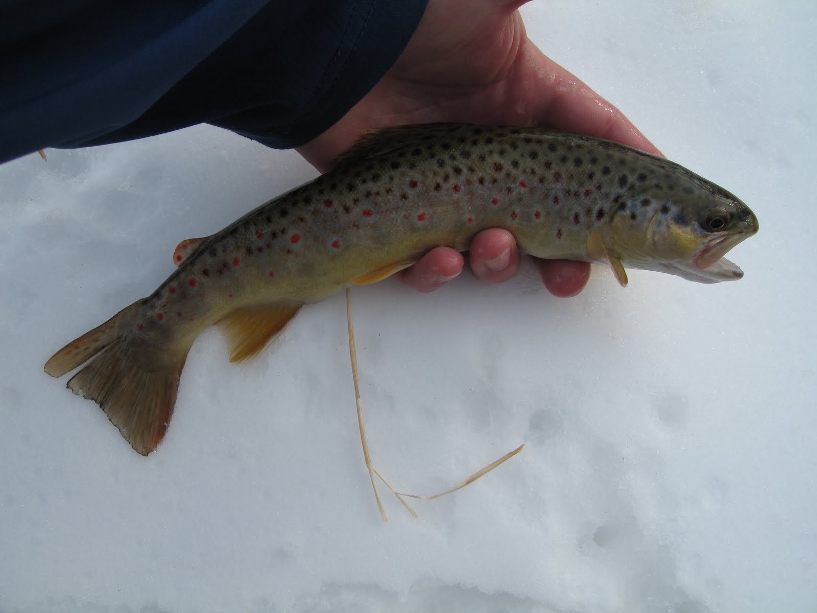 Brookies and Browns Nebraska Trout Streams