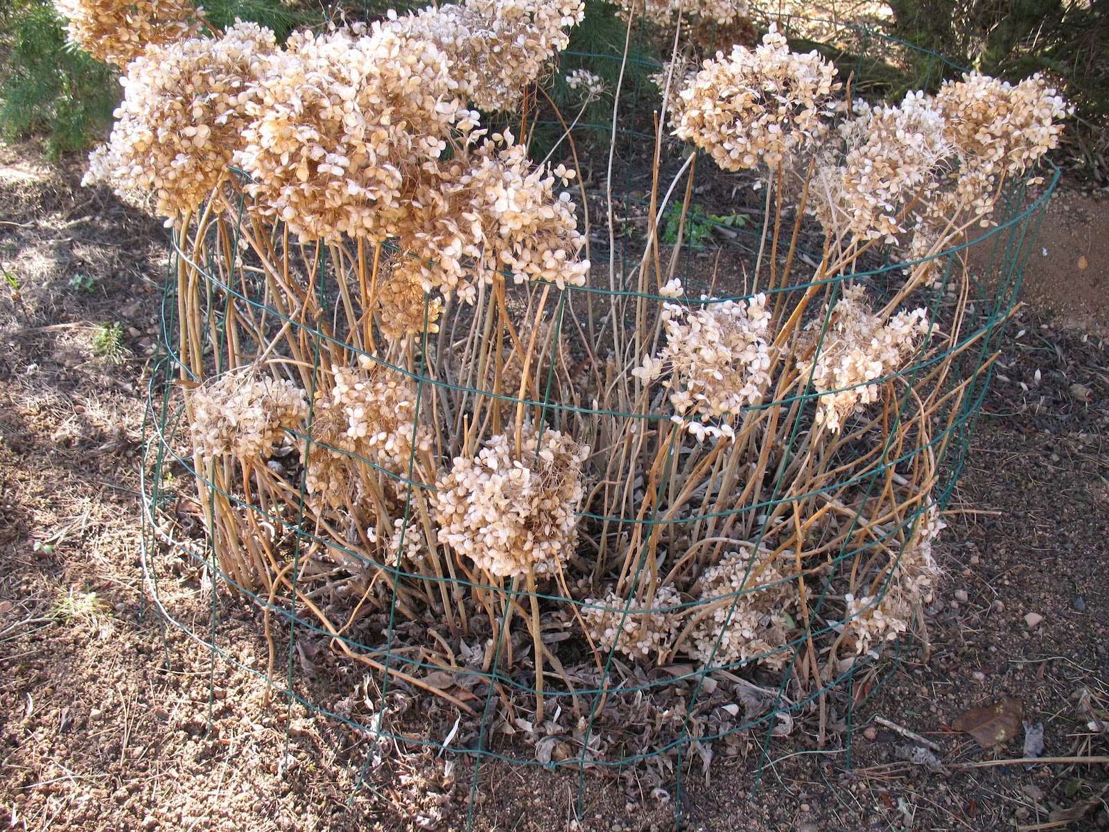 Roses Du Jardin Cheneland Taille Des Hydrangeas