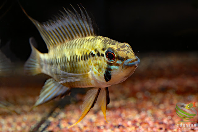 Apistogramma sp. pacman