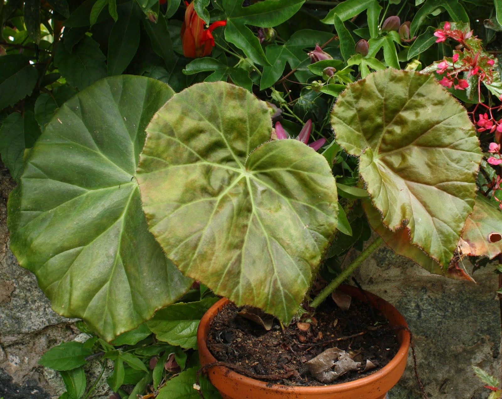 Всё о бегониях и не только... Begonia 'Foxy Lady', Begonia 'Freddie